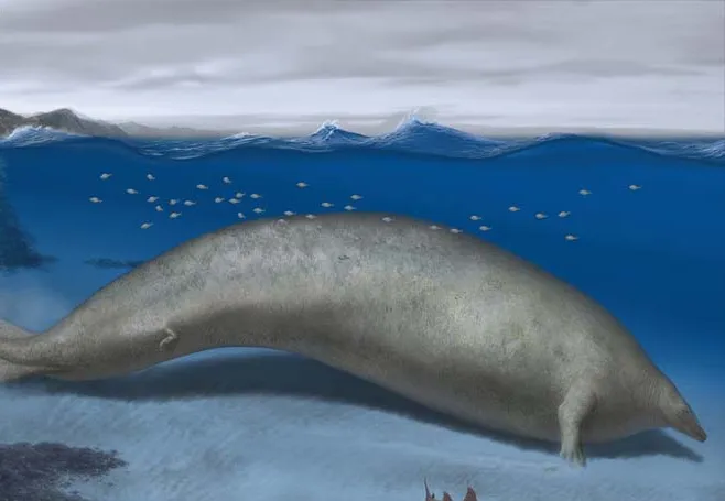 30 हाथी के बराबर वजनी, भारीभरकम Ancient Whale का मिला जीवाश्‍म