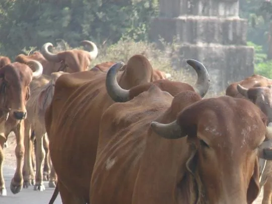 दुनिया में बढ़ते तापमान के लिए जिम्मेदार हैं Cattle belching