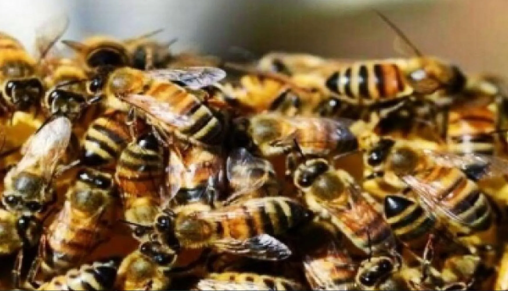 Toronto में मधुमक्खियों ने मचाया आतंक