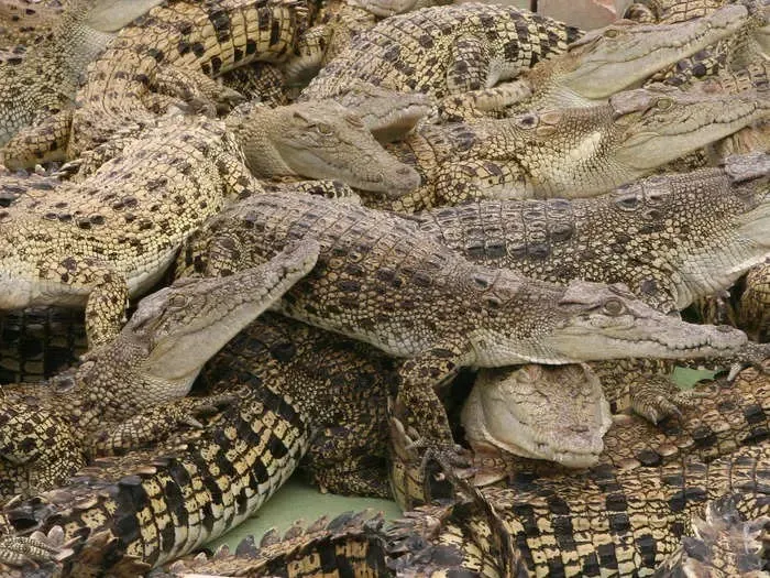 आसमान से गुजरे helicopter तो मगरमच्छ बनाने लगे शारीरिक संबंध