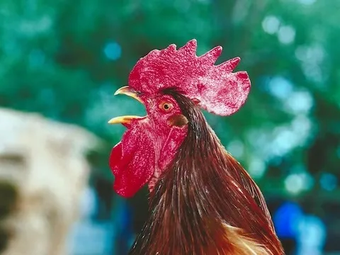 फ्रांस की Government ने मुर्गों के ‎लिए कानून पास करके दी खुलकर ‎चिल्लाने की आजादी