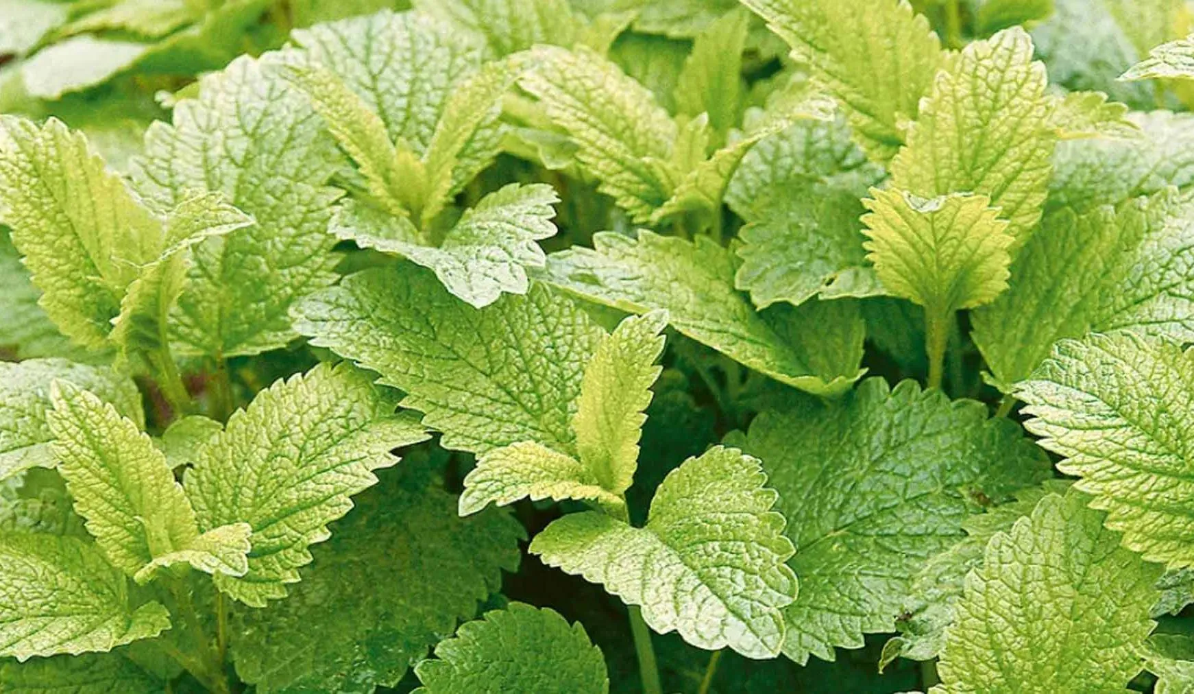 गार्डर में लगा दें मेलिसा तो मच्‍छर फटकेंगे भी नहीं