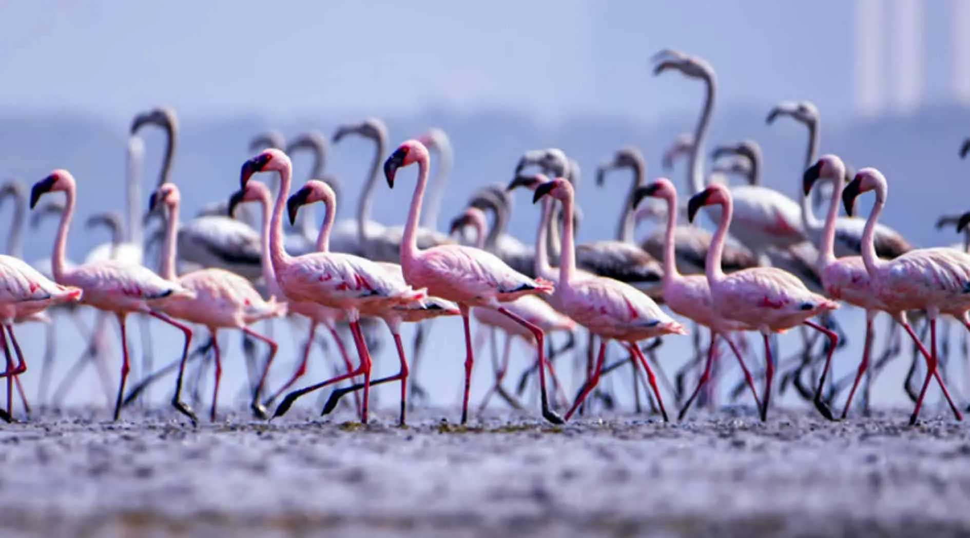 यहां लगता है प्रवासी पक्षियों का मेला, Flamingo हैं खास आकर्षण!