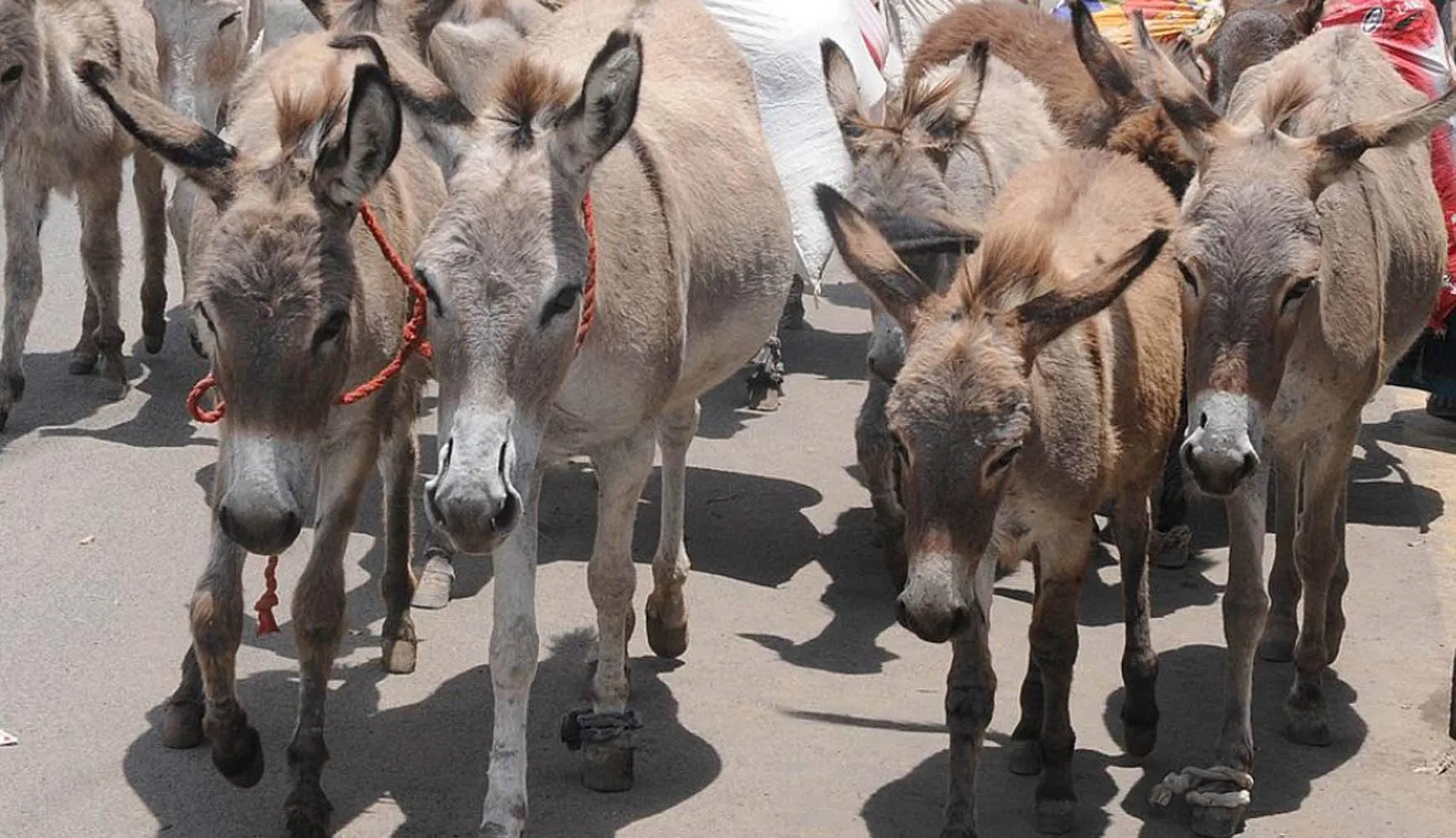 हर साल 60 लाख गधों की मौत की वजह बन रहा China