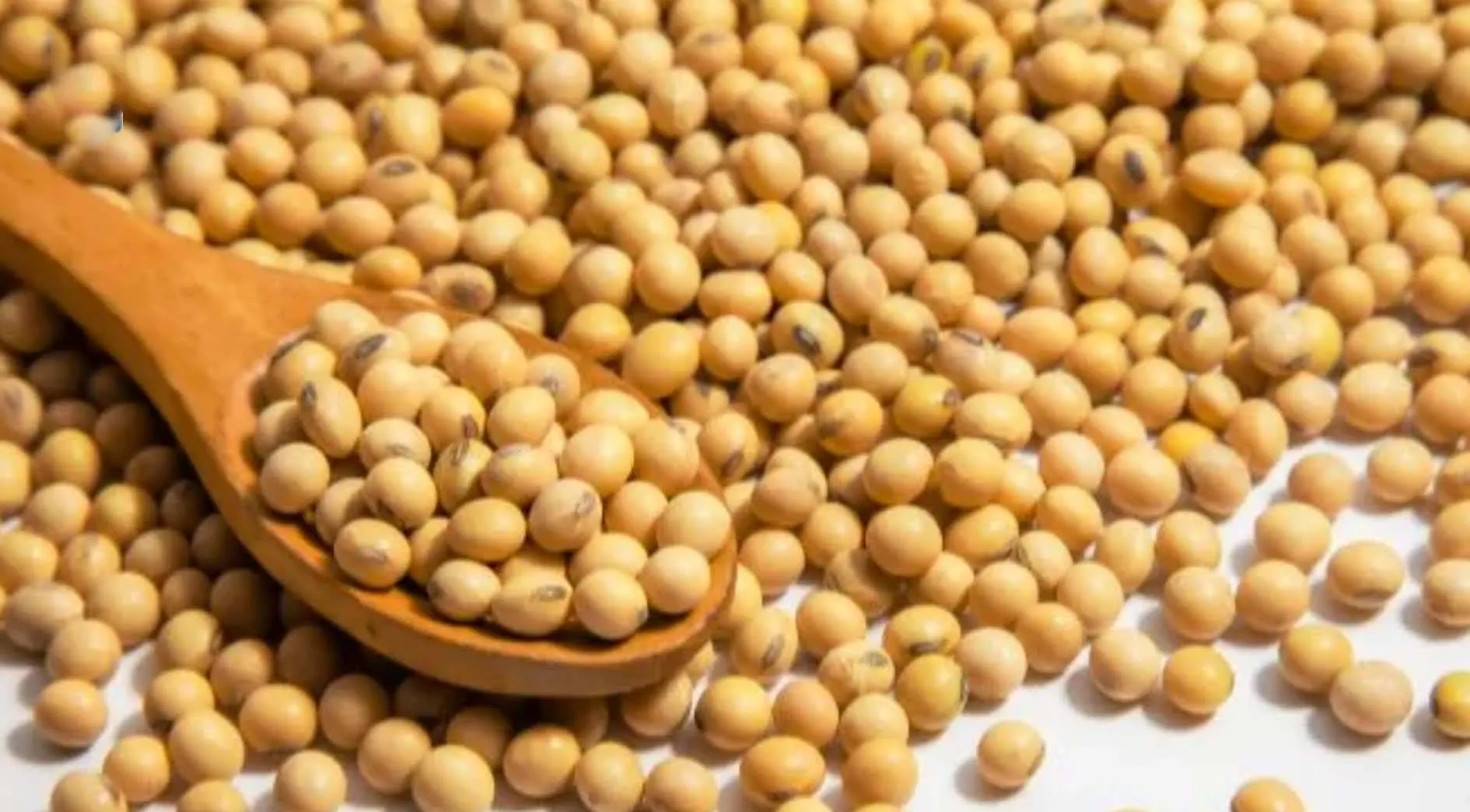 Soybean कर देता है शरीर की कमजोरी को दूर