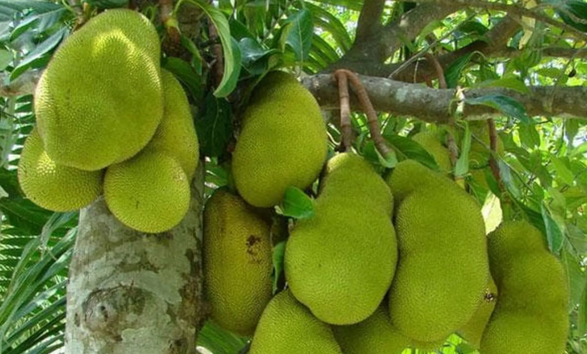Jackfruit है लाभकारी, मटन मछली पर भारी