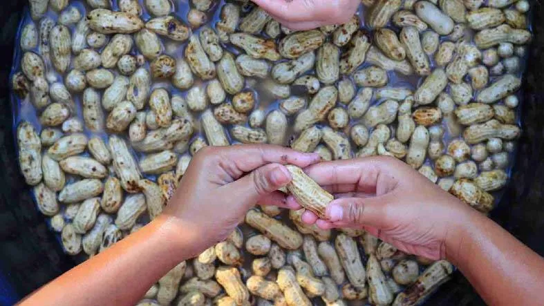 बचपन में Peanuts खाना होता है फायदेमंद