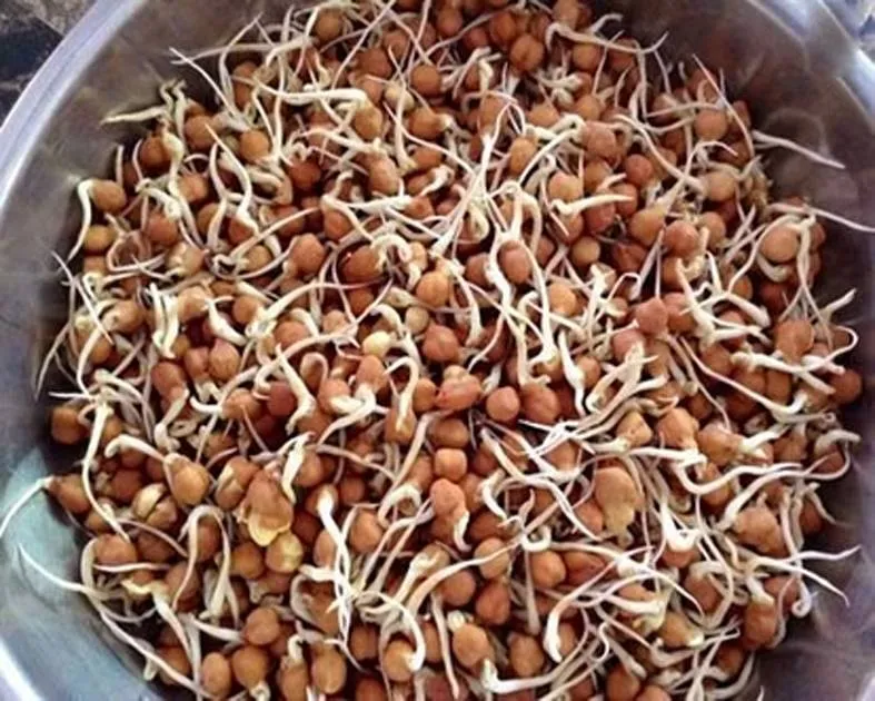 स्वस्थ शरीर के लिए करें अंकुरित काले चनों का सेवन