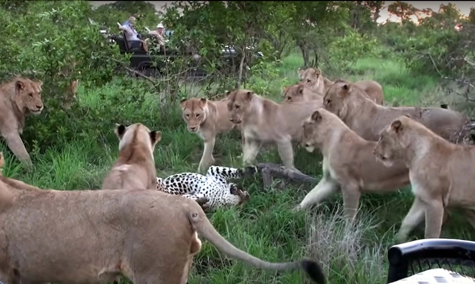 एक दर्जन शेरों ने मिलकर किया तेंदुए का शिकार