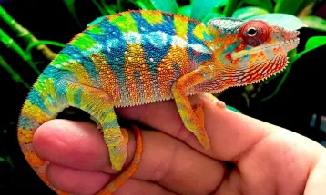 दुनिया भर में Chameleons की पाई जाती हैं 134 से ज्यादा प्रजातियां