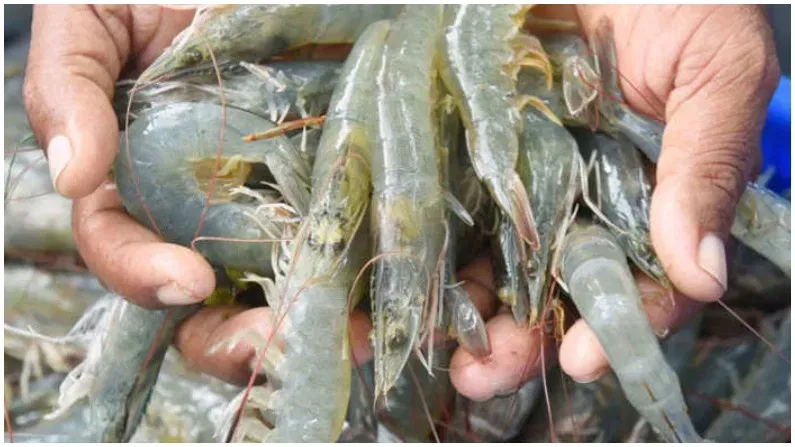 Indian झींगा निर्यातकों ने अमेरिकी झींगा पर डंपिंग का विरोध किया