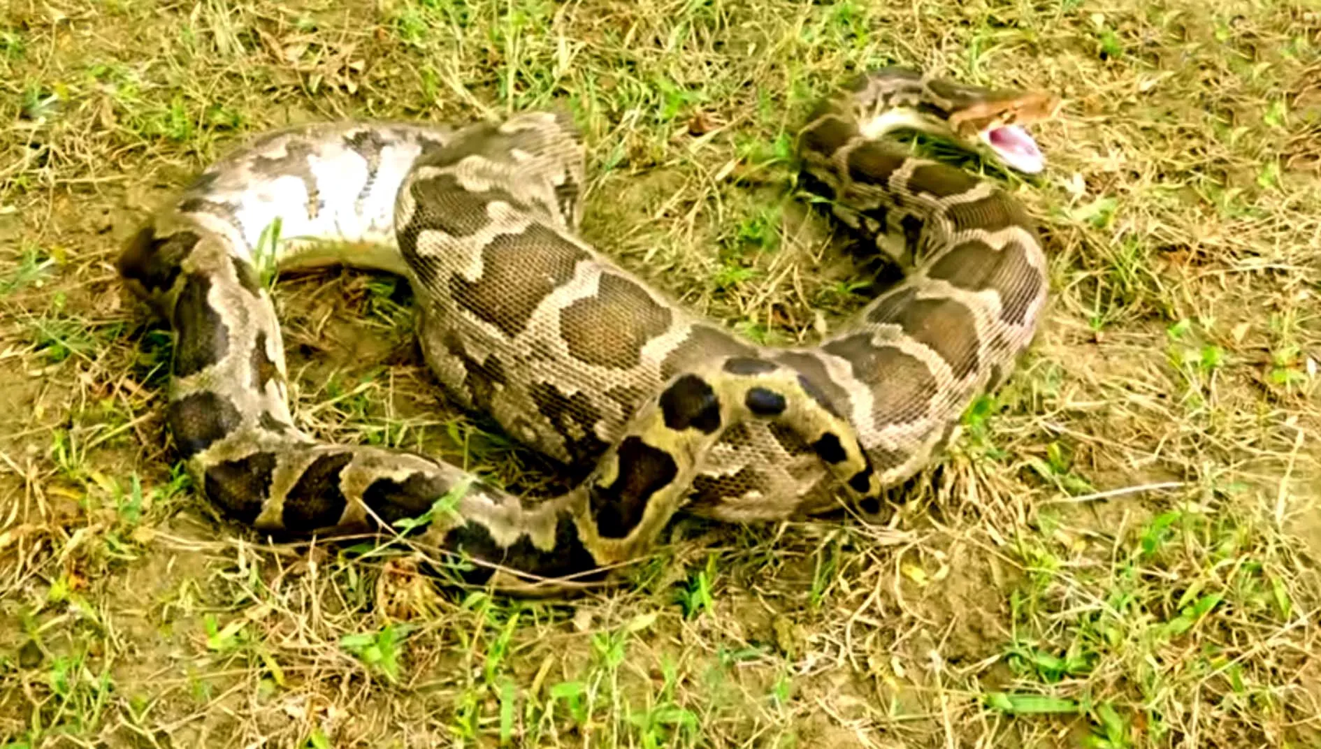 खेत गया Old Man हो गया लापता, तलाशने पर अजगर के पेट में मिला