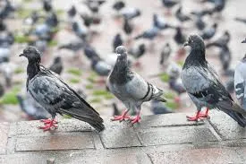दिशा पहचानने की अद्भुत क्षमता कबूतरों को बनाती है Special