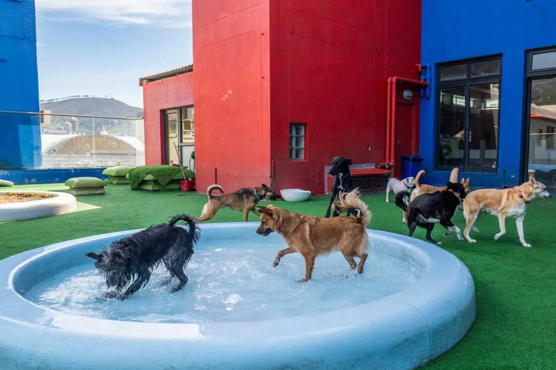 Ferrari बेची, कंपनी छोड़ी... जापानी शख्स ने कुत्तों के लिए खोला शेल्टर