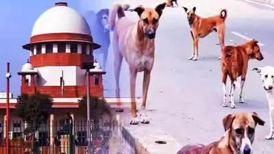 आवारा कुत्तों पर Supreme Court का बड़ा फैसला, शेल्टर होम नहीं, नसबंदी ही सही हल