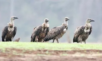 दुर्लभ White-Rumped वल्चर प्रजाति के गिद्धों का दिखा झुंड, ये प्रजाति हो रही विलुप्त