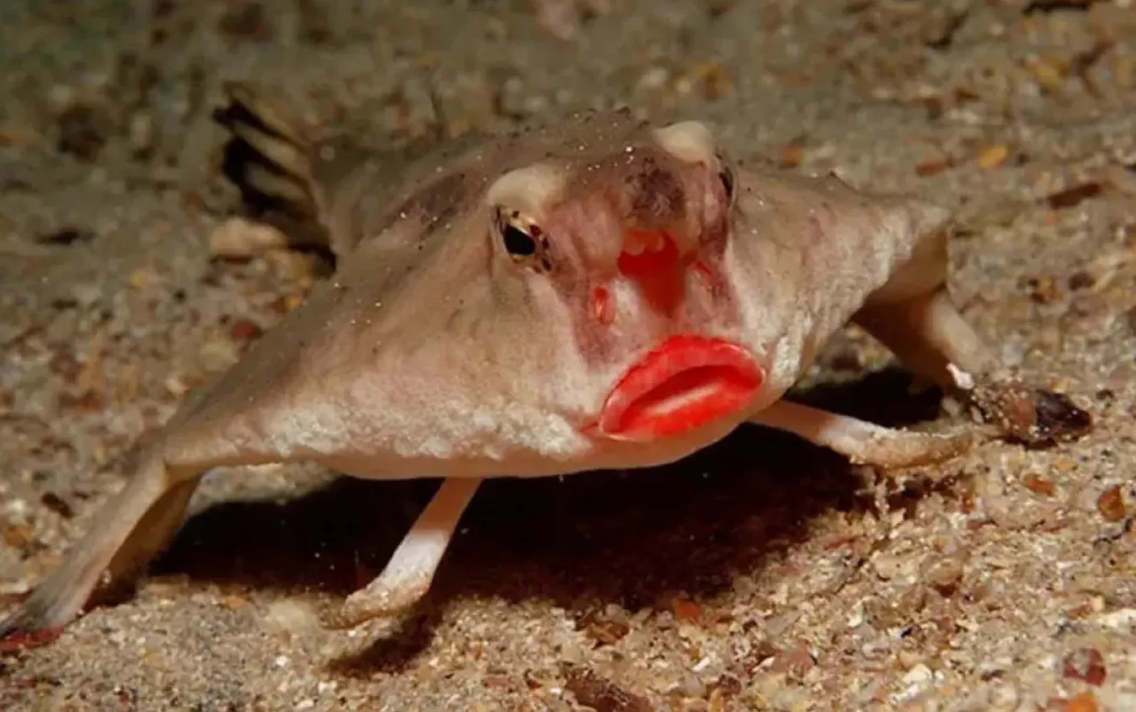 अनोखी मछली 'lipstick fish' के वीडियो हो रहे तेजी से वायरल
