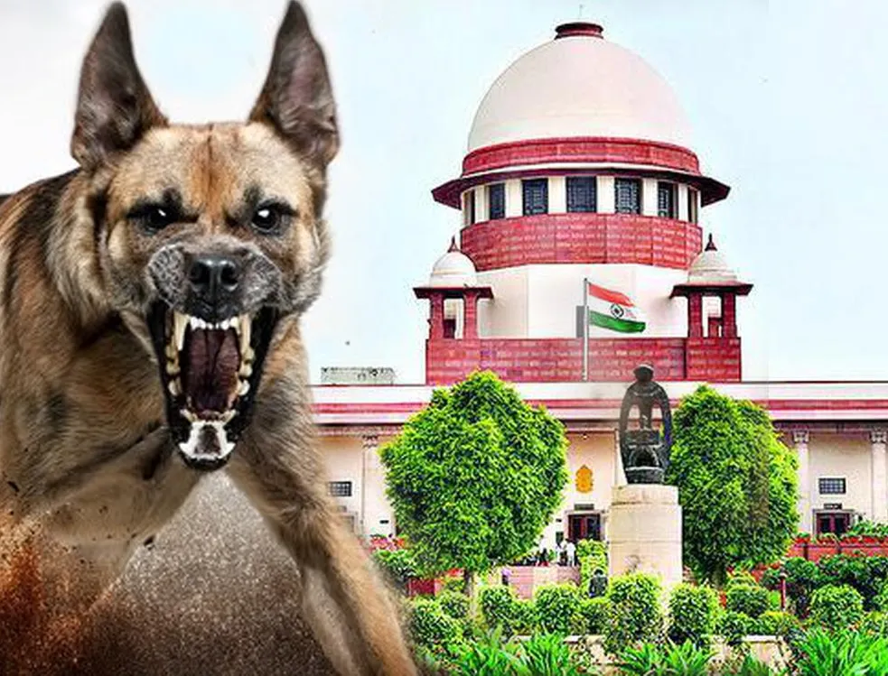 Dangerous और रेबीज संक्रमित कुत्तों को दिया जा सकता है मौत का इंजेक्शन