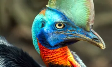 अंधेरे में चमकने लगता कैसोवरी Bird के सिर का मुकुट: शोध