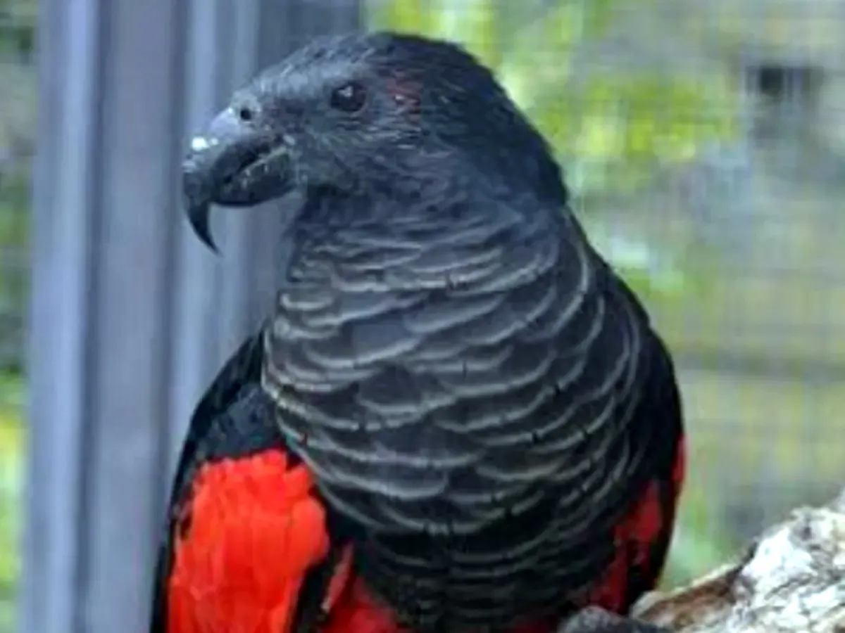 सोशल मीडिया पर तेजी से लोकप्रिय हो रहा 'Dracula parrot'
