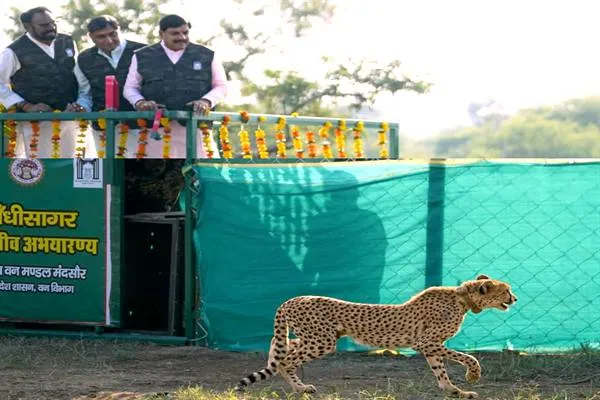 CM Dr. Yadav ने गांधी सागर अभयारण्य में छोड़ी मादा चीता राधा